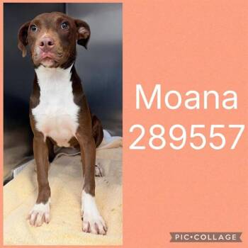 MOANA -  Mixed Breed Dog for Adoption in Macon, Georgia - MOANA | PetCurious