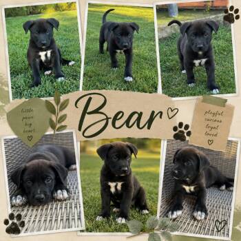 Bear -  Border Collie and Labrador Retriever Dog for Adoption in Sacramento, California - Bear | PetCurious