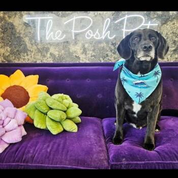 Ryder -  Black Labrador Retriever and Hound Dog for Adoption in Mahwah, New Jersey - Ryder | PetCurious