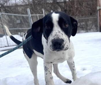 Pointer Dogs Available for Adoption - Sully | PetCurious