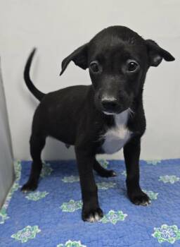 Anchorage -  Terrier and Labrador Retriever Dog Available for Adoption in New York, New York - Anchorage | PetCurious