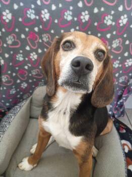Elvis Apr 26 -  Beagle Dog for Adoption in Pacolet, South Carolina - Elvis Apr 26 | PetCurious