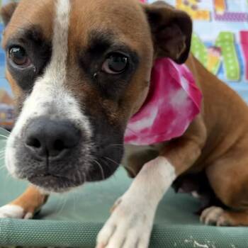 Boxer Dogs Available for Adoption in Aledo, Texas - Penny | PetCurious