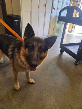 Rescue German Shepherd Dog Dogs for Adoption in Ontario, California - THELMA | PetCurious