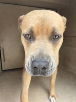 A475809 -  Pit Bull Terrier and Mixed Breed Dog for Adoption in Oklahoma City, Oklahoma - A475809 | PetCurious