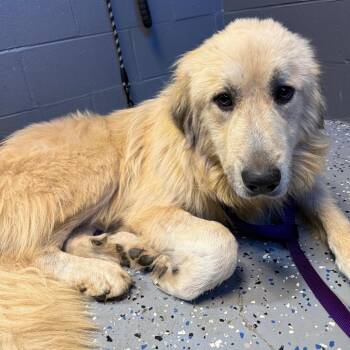 TUSC-Stray-85350 -  Great Pyrenees Dog for Adoption in Tuscaloosa, Alabama - TUSC-Stray-85350 | PetCurious