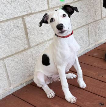 Snoopy Doo -  German Wirehaired Pointer Dog for Adoption in Slidell, Louisiana - Snoopy Doo | PetCurious