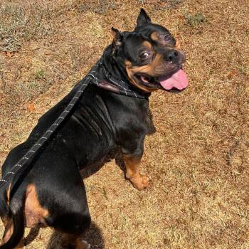 Miss Mona Stangley -  Pit Bull Terrier Dog for Adoption in Bend, Oregon - Miss Mona Stangley | PetCurious