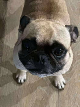 Rescue Pug Dogs for Adoption in Gulfport, Mississippi - Snoop | PetCurious