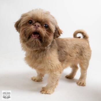 Cozette -  Shih Tzu Dog for Adoption in Fort Montgomery, New York - Cozette | PetCurious