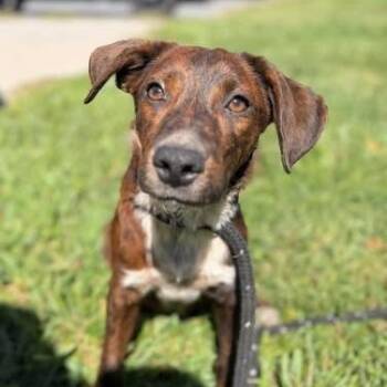 Conner -  Boxer and Mixed Breed Dog for Adoption in Fairfax Station, Virginia - Conner | PetCurious
