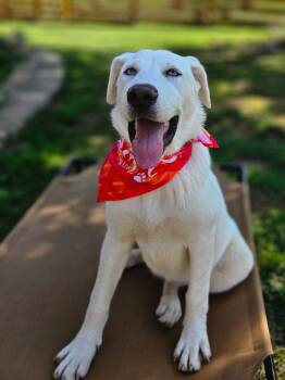 Rescue Great Pyrenees and Husky Dogs for Adoption in Hilham, Tennessee - Yeti | PetCurious