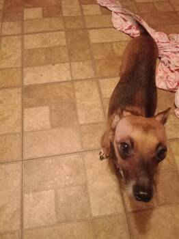 Rescue Chihuahua and Dachshund Dogs for Adoption in San Antonio, Texas - GINGER ANN | PetCurious