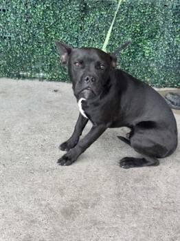 Pit Bull Terrier and Mixed Breed Dogs Available for Adoption in El Paso, Texas - 60918039 | PetCurious