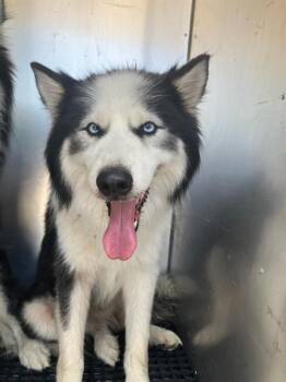 LUIGI -  Siberian Husky and Mixed Breed Dog for Adoption in Dallas, Texas - LUIGI | PetCurious