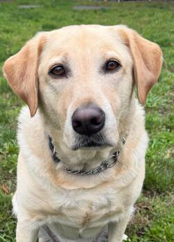Buddy -  Labrador Retriever Dog for Adoption in Vancouver, British Columbia - Buddy | PetCurious