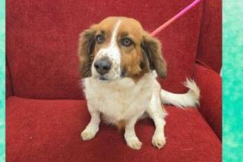 Mixed Breed Dogs Available for Adoption - Louie (the Red One) | PetCurious