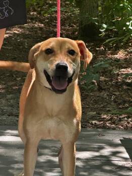 Sky -  Labrador Retriever Dog for Adoption in Cambridge, Maryland - Sky | PetCurious