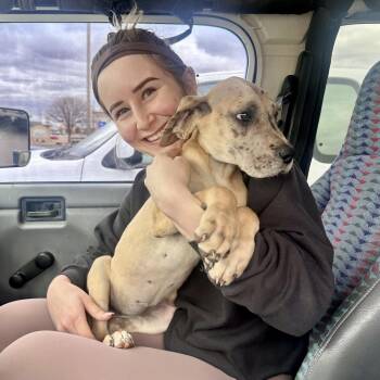 Great Dane Dogs Available for Adoption - Anastasia | PetCurious