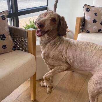 Standard Poodle Dogs Available for Adoption in Chesapeake, Virginia - Nova | PetCurious
