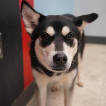 Lilo B -  Husky and Shepherd Dog for Adoption in Tuscaloosa, Alabama - Lilo B | PetCurious