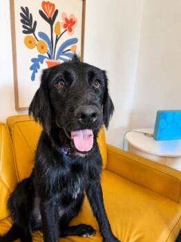 Jetty Boy the Couch Snuggler and Tiny Dog Lover -  Labradoodle and Giant Schnauzer Dog for Adoption in Friendswood, Texas - Jetty Boy The Couch Snuggler And Tiny Dog Lover | PetCurious