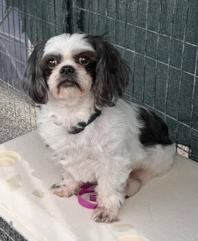 Shih Tzu Dogs Available for Adoption - Buddy | PetCurious