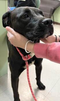 Labrador Retriever and Terrier Dogs Available for Adoption in Burnsville, North Carolina - Edith | PetCurious