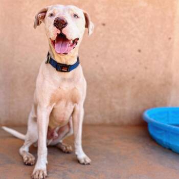 American Bulldog and Mixed Breed Dogs Available for Adoption - Jax | PetCurious
