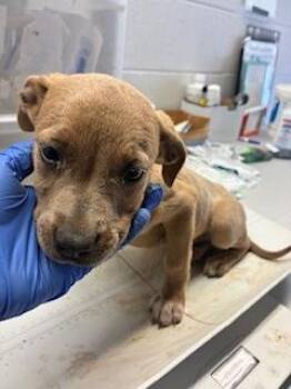 Cattle Dog and Mixed Breed Dogs Available for Adoption in Gainesville, Florida - Bonita | PetCurious