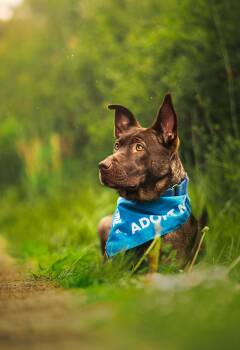 Rescue Chocolate Labrador Retriever Dogs for Adoption in Port Angeles, Washington - Tate | PetCurious