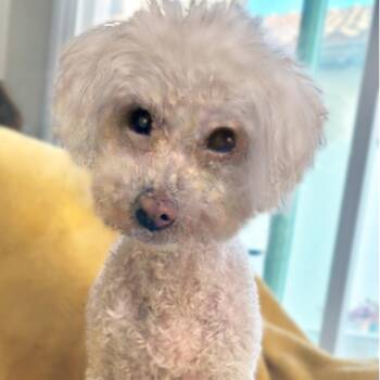 Charli #490 -  Maltese Dog for Adoption in Placentia, California - Charli #490 | PetCurious