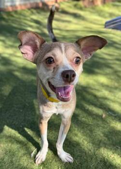 Chihuahua and Basenji Dogs Available for Adoption - Chock | PetCurious