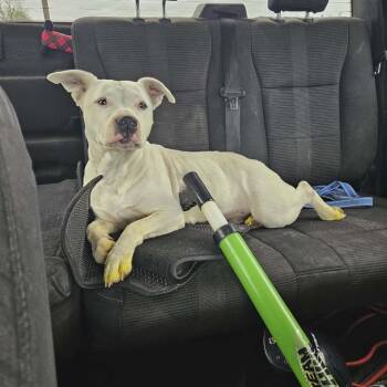 Buttercup-CS-26-11013 -  Pit Bull Terrier Dog for Adoption in Anahuac, Texas - Buttercup-CS-26-11013 | PetCurious