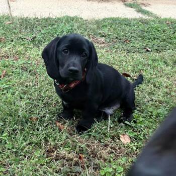 Caspian -  Basset Hound Dog for Adoption in Hatfield, Pennsylvania - Caspian | PetCurious