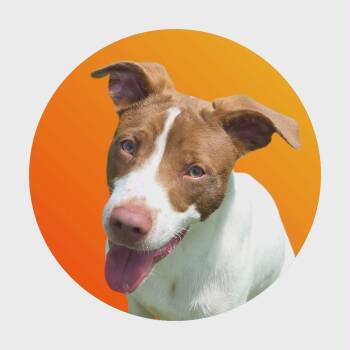 Pointer Dogs Available for Adoption in Anderson, Indiana - Kade | PetCurious