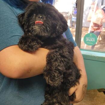 Dora -  Shih Tzu Dog for Adoption in Boerne, Texas - Dora | PetCurious