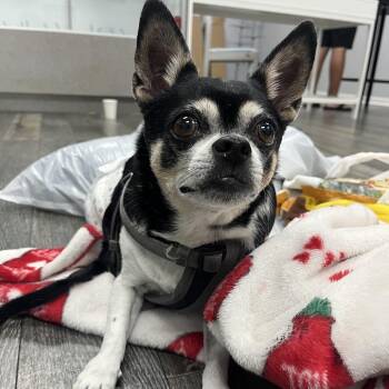 Gus -  Chihuahua and Pug Dog for Adoption in Merritt Island, Florida - Gus | PetCurious