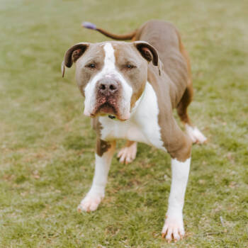 Rescue Mixed Breed Dogs for Adoption in Northbrook, Illinois - Chef | PetCurious