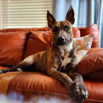 Rescue Dutch Shepherd Dogs for Adoption in Houston, Texas - Savvy | PetCurious