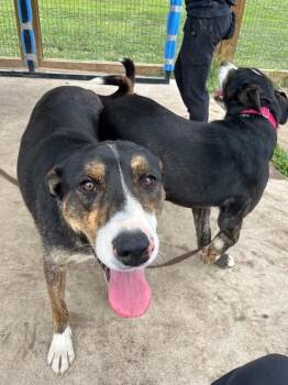 QT -  Mixed Breed Dog for Adoption in Fort Collins, Colorado - QT | PetCurious