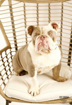 Rescue English Bulldog Dogs for Adoption in Hobart, Wisconsin - Moe | PetCurious