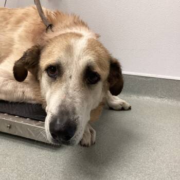 Rescue Anatolian Shepherd Dogs for Adoption in Abilene, Texas - Winnie | PetCurious