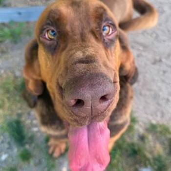 Stryder -  Bloodhound Dog for Adoption in Hampton Bays, New York - Stryder | PetCurious