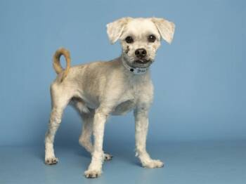 Maltese and Mixed Breed Dogs Available for Adoption in Phoenix, Arizona - TRUNKY | PetCurious