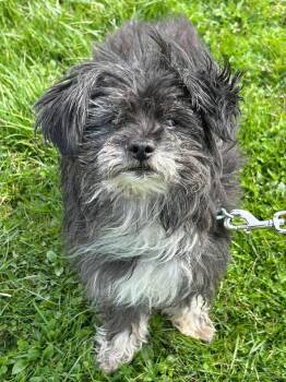 Fluffy -  Shih Tzu Dog for Adoption in Brunswick, Ohio - Fluffy | PetCurious