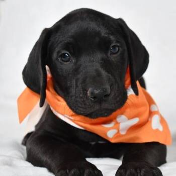 Labrador Retriever Dogs Available for Adoption in Johnson City, Tennessee - Muenster | PetCurious