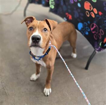 BOBERT -  Mixed Breed Dog for Adoption in Dallas, Texas - BOBERT | PetCurious