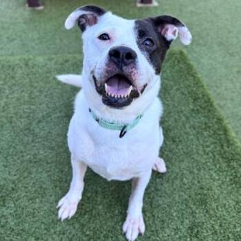 Moonie (B) -  Pit Bull Terrier Dog for Adoption in Hackensack, Minnesota - Moonie (B) | PetCurious