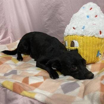 CHILI -  Chihuahua and Mixed Breed Dog for Adoption in Modesto, California - CHILI | PetCurious